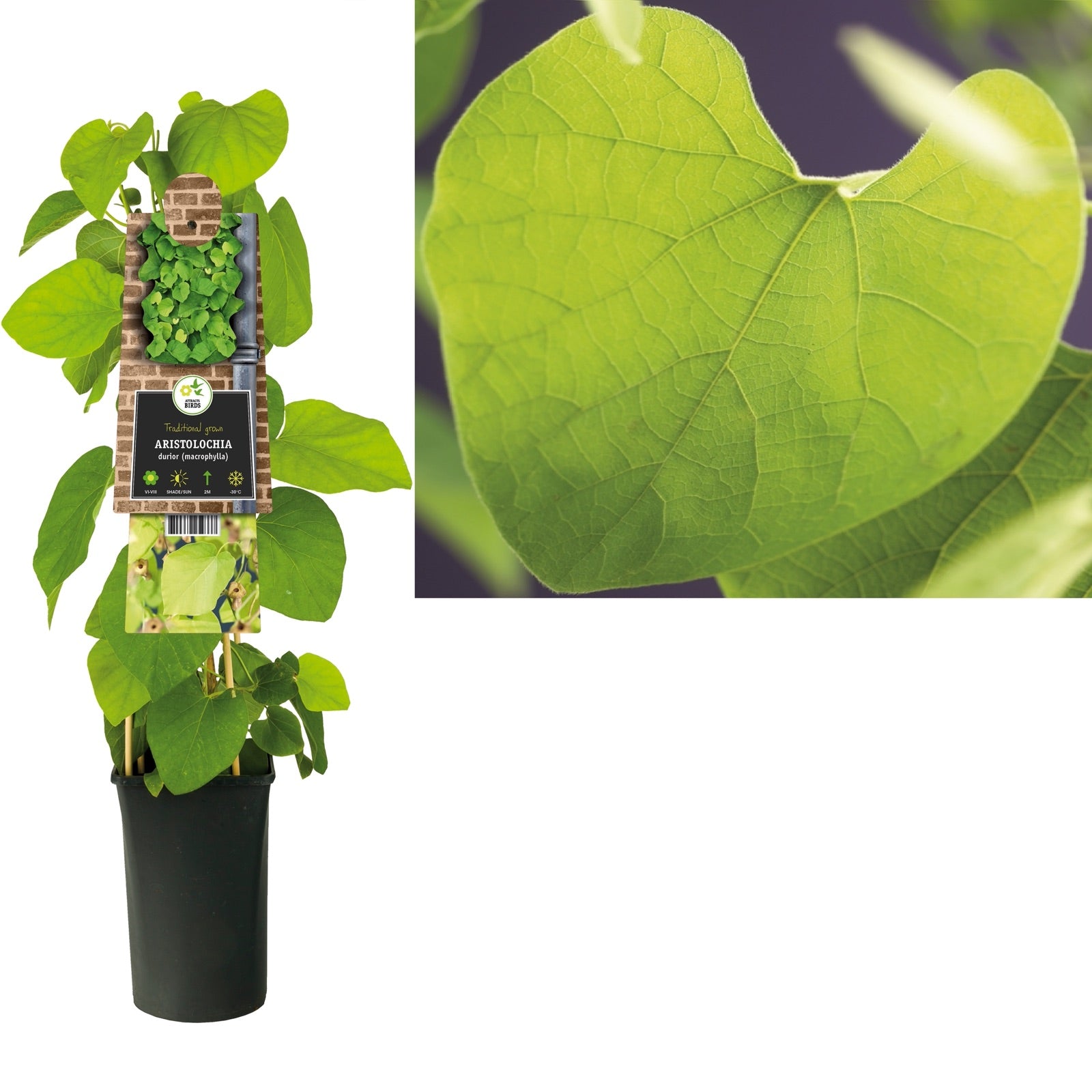 Klimplant Aristolochia durior (macrophylla) - Klimplanten