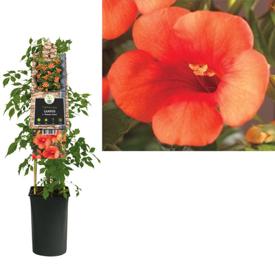 Klimplant Campsis t. Madame Galen (trompetbloem)