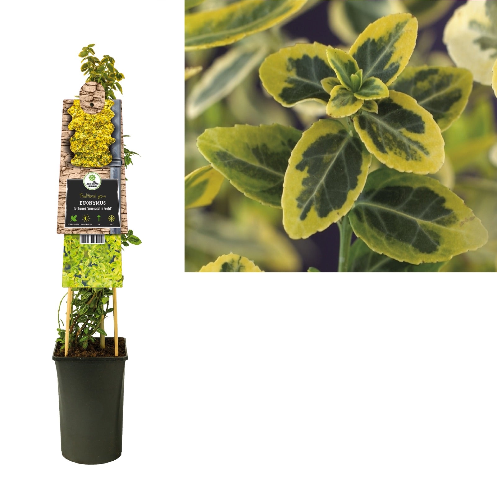 Klimplant Euonymus fortunei Emerald n Gold (kardinaalsmuts) - Klimplanten