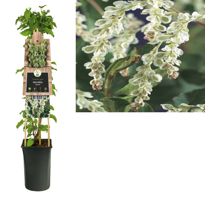 Klimplant Fallopia aubertii (bruidssluier) - Klimplanten