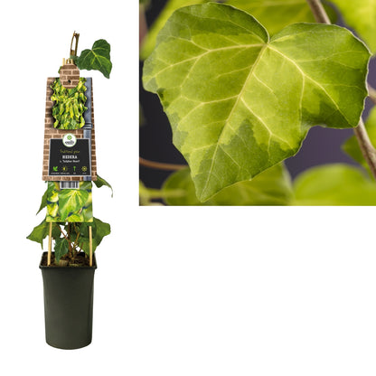 Klimop Hedera c. Sulphur Heart - Klimplanten