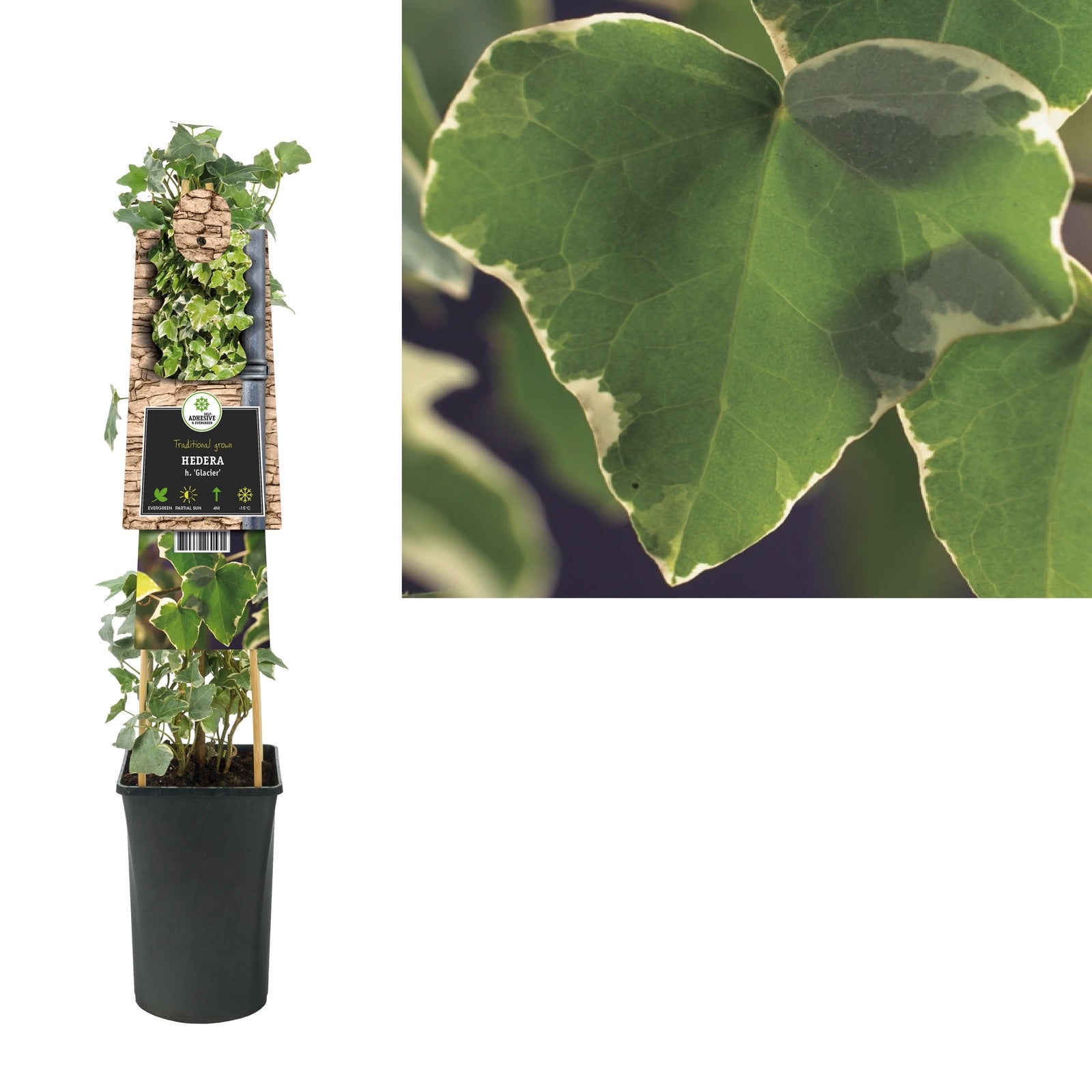 Klimop Hedera h. Glacier - Klimplanten