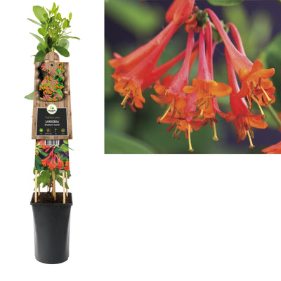 Klimplant Lonicera Dropmore Scarlet (kamperfoelie)