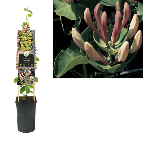 Klimplant Lonicera caprifolium (kamperfoelie)