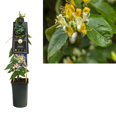 Groenblijvende Klimplant Lonicera h. Copper Beauty PBR (kamperfoelie)