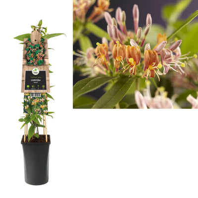 Groenblijvende Klimplant Lonicera henryi (kamperfoelie)