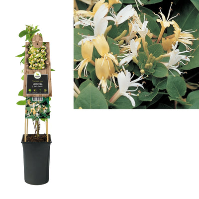 Klimplant Lonicera j. Hall s Prolific (kamperfoelie)