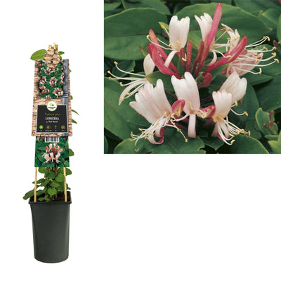 Klimplant Lonicera j. Red World (kamperfoelie)