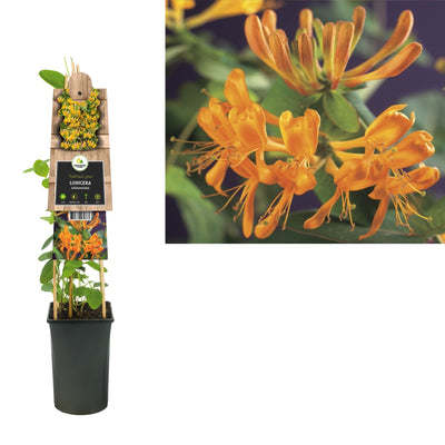 Klimplant Lonicera tellmanniana (kamperfoelie)