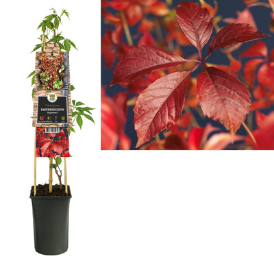 Klimplant Parthenocissus Engelmannii (wilde wingerd)