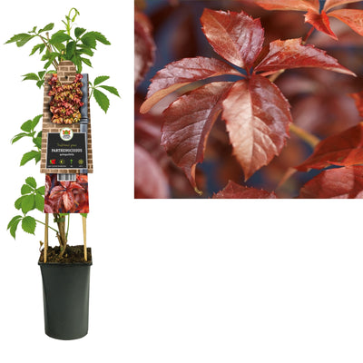 Klimplant Parthenocissus quinquefolia (wilde wingerd)