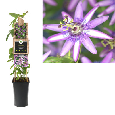 Klimplant Passiflora Amethyst (passiebloem)