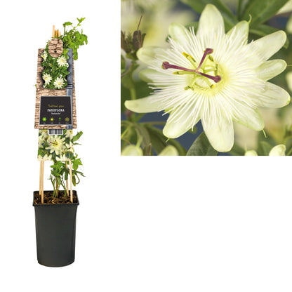 Klimplant Passiflora Avalanche (passiebloem) - Klimplanten