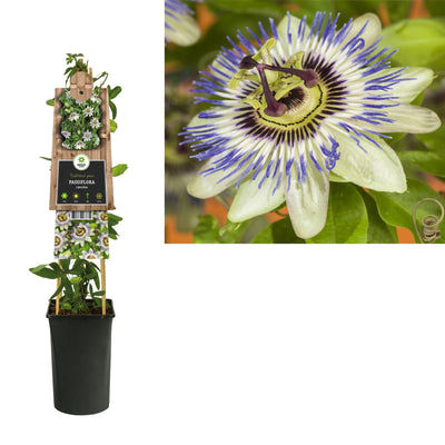 Klimplant Passiflora caerulea (passiebloem)