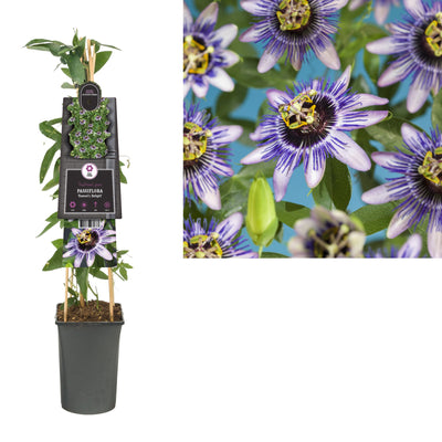 Klimplant Passiflora Damsel s Delight (passiebloem)
