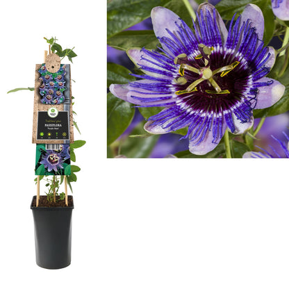 Klimplant Passiflora Purple Haze (passiebloem) - Klimplanten