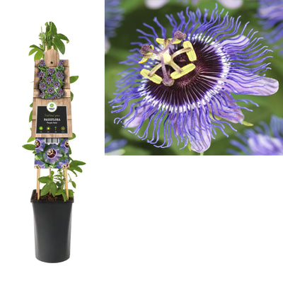 Klimplant Passiflora Purple Rain (passiebloem)