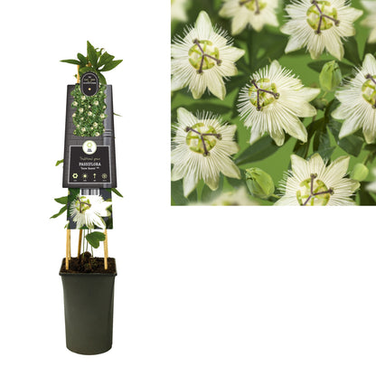 Klimplant Passiflora Snow Queen PBR (passiebloem) - Klimplanten