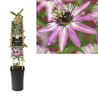 Klimplant Passiflora Victoria (passiebloem)