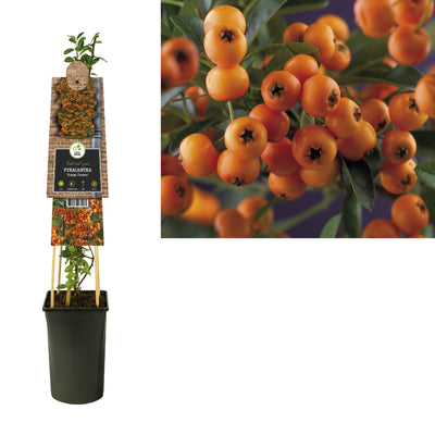 Klimplant Pyracantha Golden Charmer (vuurdoorn)