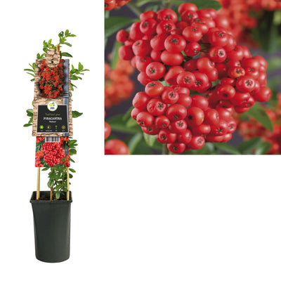 Klimplant Pyracantha Mohave (vuurdoorn)