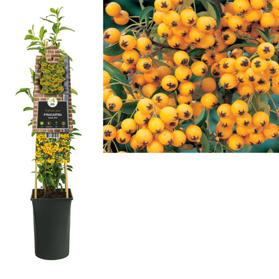 Klimplant Pyracantha Soleil d Or (vuurdoorn)