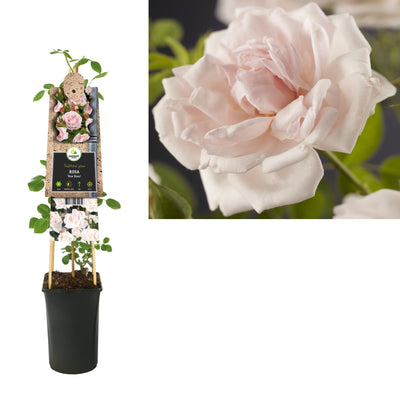 Klimplant Rosa New Dawn (Klimroos)