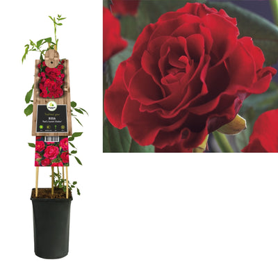 Klimplant Rosa Paul s Scarlet Climber (Klimroos)