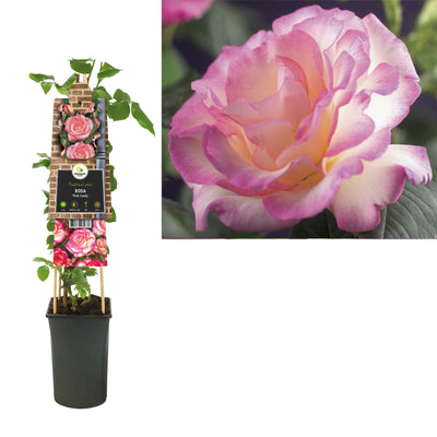 Klimplant Rosa Pink Candy (Klimroos)