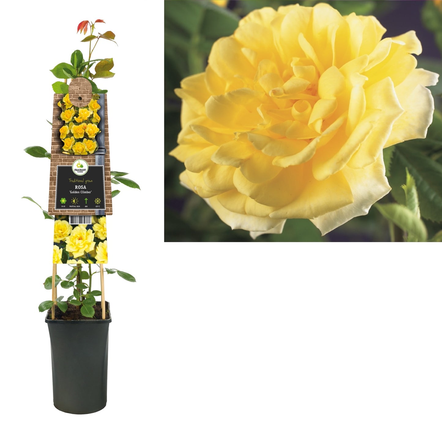 Klimplant Rosa Golden Climber (Klimroos) - Klimplanten