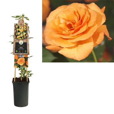 Klimplant Rosa Orange Climber (Klimroos)