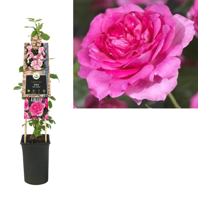 Klimplant Rosa Pink Climber (Klimroos)