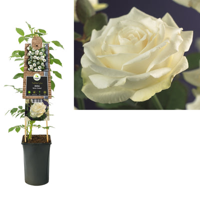 Klimplant Rosa White Climber (Klimroos)