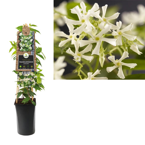 Klimplant Trachelospermum jasminoides (toscaanse jasmijn)