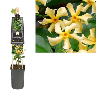 Klimplant Trachelospermum jasm. Star of Toscane PBR (toscaanse jasmijn)