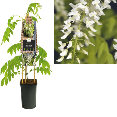 Klimplant Wisteria floribunda Alba (blauwe regen)