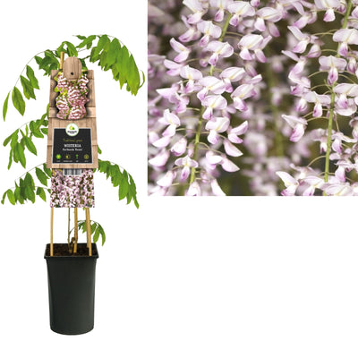 Klimplant Wisteria floribunda Rosea (blauwe regen)