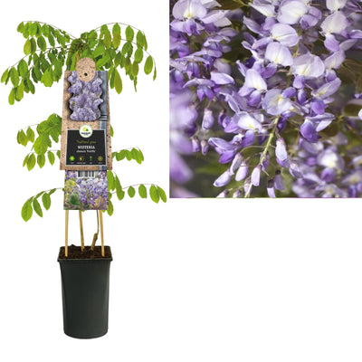 Klimplant Wisteria sinensis Prolific (blauwe regen)