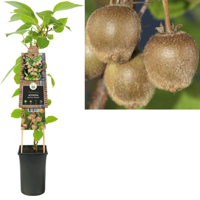 Klimplant Actinidia deliciosa Hayward (kiwi)