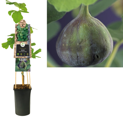 Klimplant Ficus carica Brown Turkey (vijg)