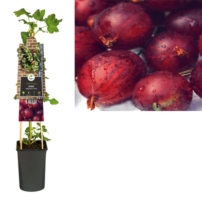 Klimplant Ribes nidigrolaria Josta (zwarte bes) - Klimplanten
