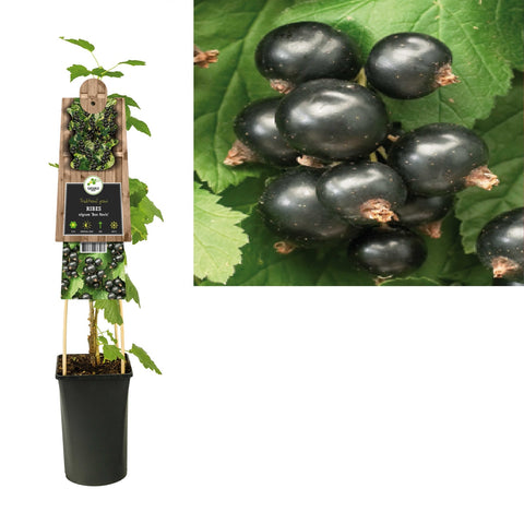 Klimplant Ribes nigrum  Ben Nevis  (zwarte bes)