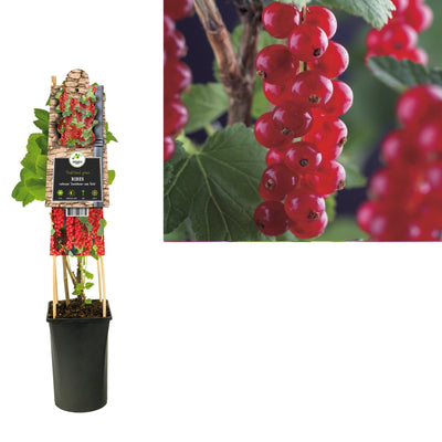 Klimplant Ribes rubrum Jonkheer van Tets (rode aalbes)