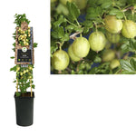 Klimplant Ribes uva-crispa  Invicta  (kruisbes)