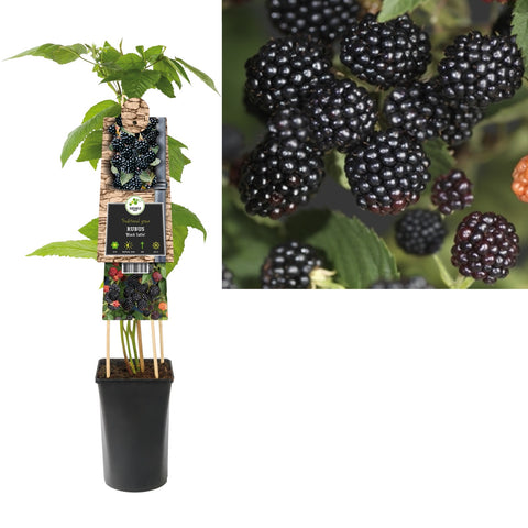 Klimplant Rubus Black Satin  (doornloze braam)