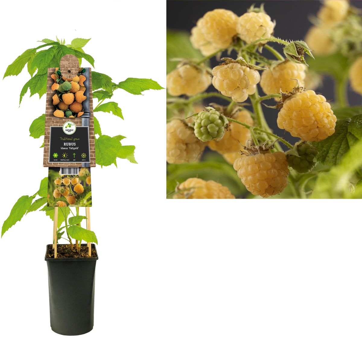 Piante Lampone Giallo Rubus Idaeus Fallgold - Set Di 3 In Vaso 9cm - Foto 3