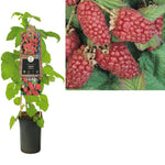 Klimplant Rubus  Loganberry (framboos)