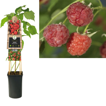Klimplant Rubus Malling Promise (framboos) - Klimplanten