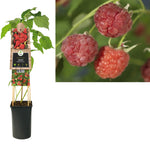 Klimplant Rubus Malling Promise  (framboos)