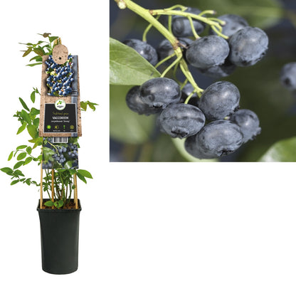 Klimplant Vaccinium corymbosum Jersey (bosbes) - Klimplanten